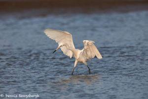 7343 Reddish Egret (White Morph) (Egretta rufescens), San Luis Pass, Galveston, Texas