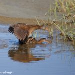 7347 Clapper Rail (Rallus longitostris) Copulating, San Luis Pass, Galveston, Texas