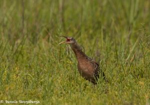 7350 Clapper Rail (Rallus longitostris), San Luis Pass, Galveston, Texas