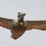 7355 Brown Pelican (Pelecanus erythrorhynchos), Bolivar Peninsula, Texas