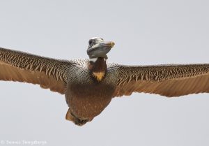 7355 Brown Pelican (Pelecanus erythrorhynchos), Bolivar Peninsula, Texas