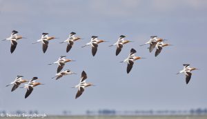 7357 Adult Breeding American Avocets (Recurvirostra americana), San Luis Pass, Galveston, Texas