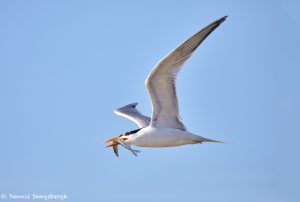 7358 Elegant Tern (Thalasseus elegans), San Luis Pass, Galveston, Texas