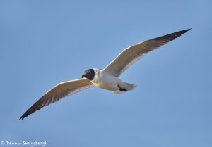 7360 Laughing Gull (Leucophaeus atricilla), San Luis Pass, Galveston, Texas