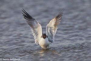 7364 Laughing Gull (Leucophaeus atricilla), San Luis Pass, Galveston, Texas