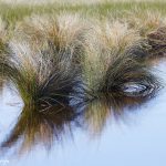 7367 Wetlands, Galveston State Park, Texas