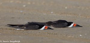 7368 Black Skimmers Asleep, San Luis Pass, Galveston, Texas 1