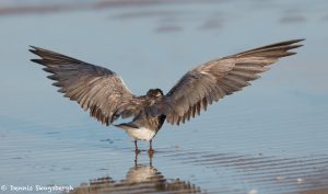 7373 Black Tern (Childonias niger), San Luis Pass, Galveston, Texas