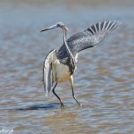 7376 Adult Breeding Tri-colored Heron (Egretta tricolor), San Luis Pass, Galveston, Texas