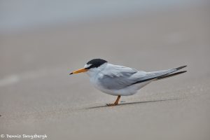 7384 Least Tern (Sternula antillarum), Bolivar Peninsula, Texas