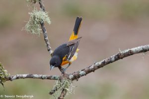 7388 Breeding Male Baltimore Oriole (Icterus galbula), Galveston, Island, Texas