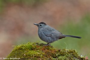 7393 Gray Catbird (Dumetella carolinensis), Galveston Island, Texas