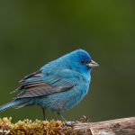 7399 Adult Male Indigo Bunting (Passerina cyanea), Galveston Island, Texas