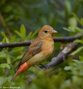 7401 First Year Male Summer Tanager (Piranga rubra), Galveston Island, Texas