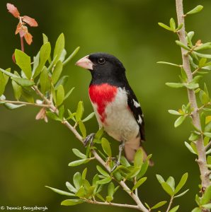 7402 Male Rose-breasted Grosbeak(Pheucticus ludovicianus), Galveston Island, Texas