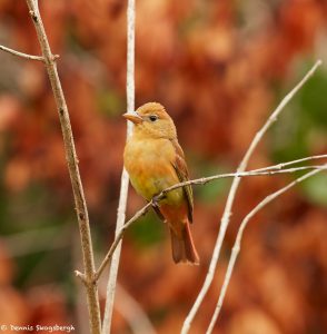 7403 First Year Male Summer Tanager (Piranga rubra), Galveston Island, Texas