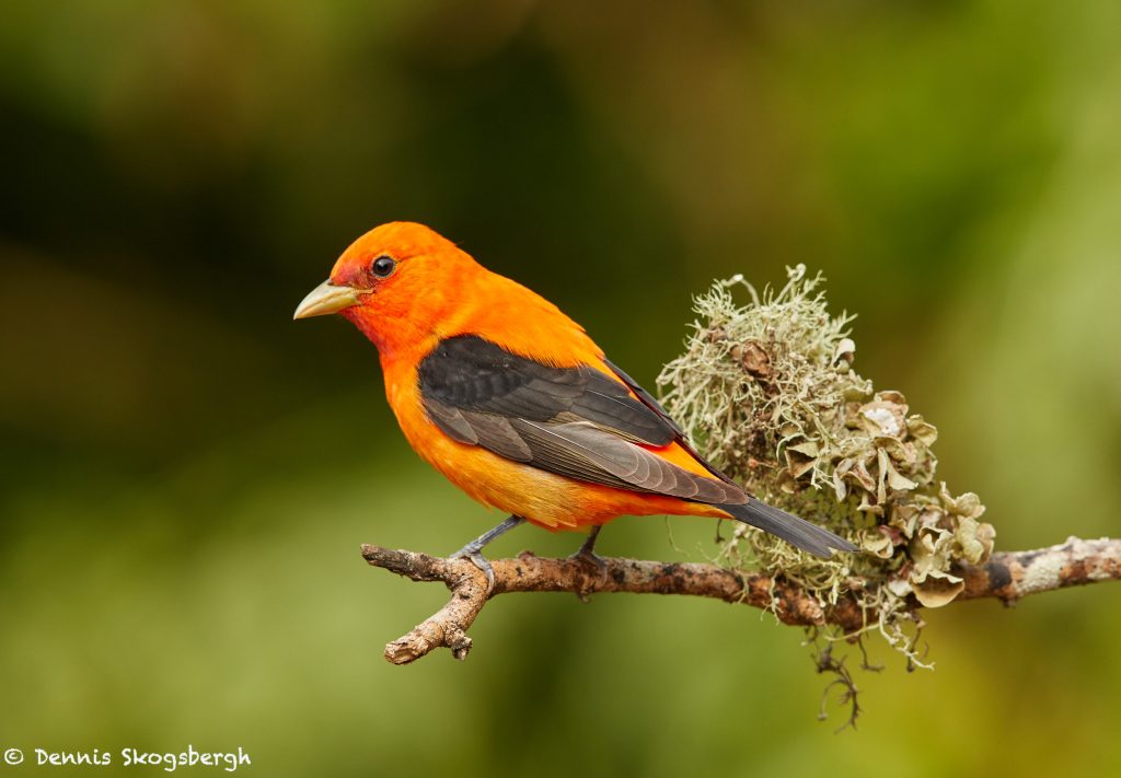 7404 Adult Male Scarlet Tanager (piranga Olivacea) Orange Variant 