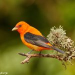 7404 Adult Male Scarlet Tanager (Piranga olivacea) Orange Variant, Galveston Island, Texas