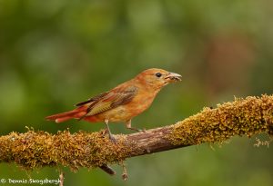 7405 First Year Male Summer Tanager (Piranga rubra), Galveston Island, Texas