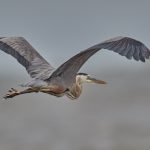 7408 Great Blue Heron (Ardea herodias), Galveston Island, Texas