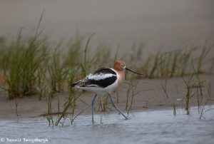 7409 American Avocet (Recurvirostra americana), Galveston Island, Texas