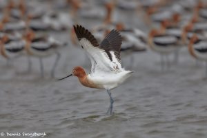 7414 American Avocet (Recurvirostra americana), Galveston Island, Texas