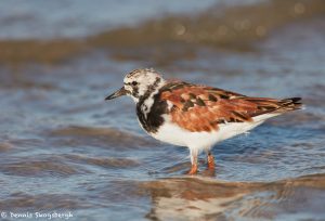 7418 Ruddy Turnstone (Tringa incana), Galveston Island, Texas