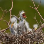 7422 Great Egret Chicks (Ardea alba), Smith Oak Rookery, High Island, Texas