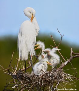 7424 Great Egret with Chicks (Ardea alba), Smith Oak Rookery, High Island, Texas