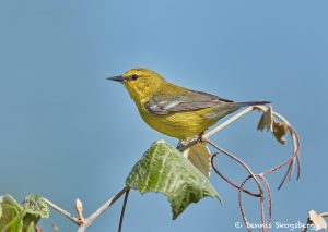 7425 Female Orchard Oriole (Icterus spurius), Galveston Island, Texas