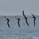 7428 Black Skimmers (Rynchops niger), Galveston Island, Texas