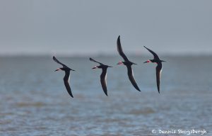 7428 Black Skimmers (Rynchops niger), Galveston Island, Texas