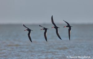 7428 Black Skimmers (Rynchops niger), Galveston Island, Texas