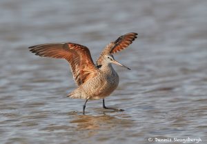 7429 Marbled Godwit (Limosa fedoa), Galveston Island, Texas