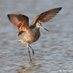 7430 Marbled Godwit (Limosa fedoa), Galveston Island, Texas