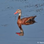 7436 Black-bellied Whistling Duck (Dendrocygna autumnalis), Galveston Island, Texas