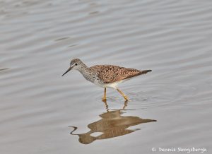 7437 Lesser Yellowlegs (Tringa flavipes), Galveston Island, Texas