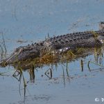 7441 Alligator, Anahuac NWR, Texas