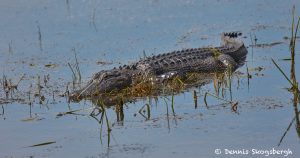 7441 Alligator, Anahuac NWR, Texas