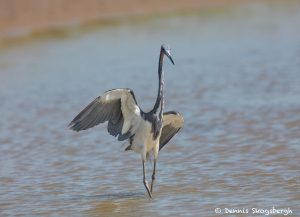 7444 Tricolored Heron (Egretta tricolor), Galveston Island, Texas