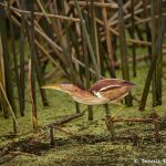 7445 Least Bittern (Ixobrychus exilis), Anahuac NWR, Texas