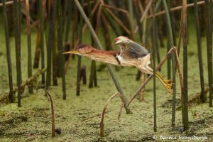 7446 Least Bittern (Ixobrychus exilis), Anahuac NWR, Texas