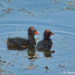 7450 Common Gallinule Chicks (Gallinula galeata), Anahuac NWR, Texas