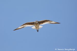 7460 Willet (Tringa semipalmata), Galveston Island, Texas