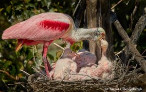 7461 Roseate Spoonbill and Chicks (Platalea ajaja), Smith Oaks Rookery, High Island, Texas