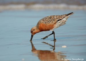 7462 Red Knot (Calidris canutus), Galveston Island, Texas