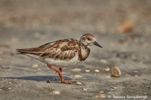 7463 Breeding Female Ruddy Turnstone (Arenaria interpres), Galveston Island, Texas