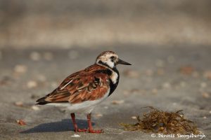 7464 Breeding Male Ruddy Turnstone (Arenaria interpres), Galveston Island, Texas