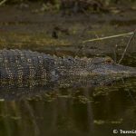 7468 Alligator, Anahuac NWR, Texas