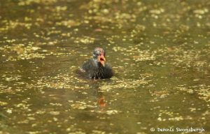 7469 Common Gallinule Chick (Gallinula galeata), Anahuac NWR, Texas